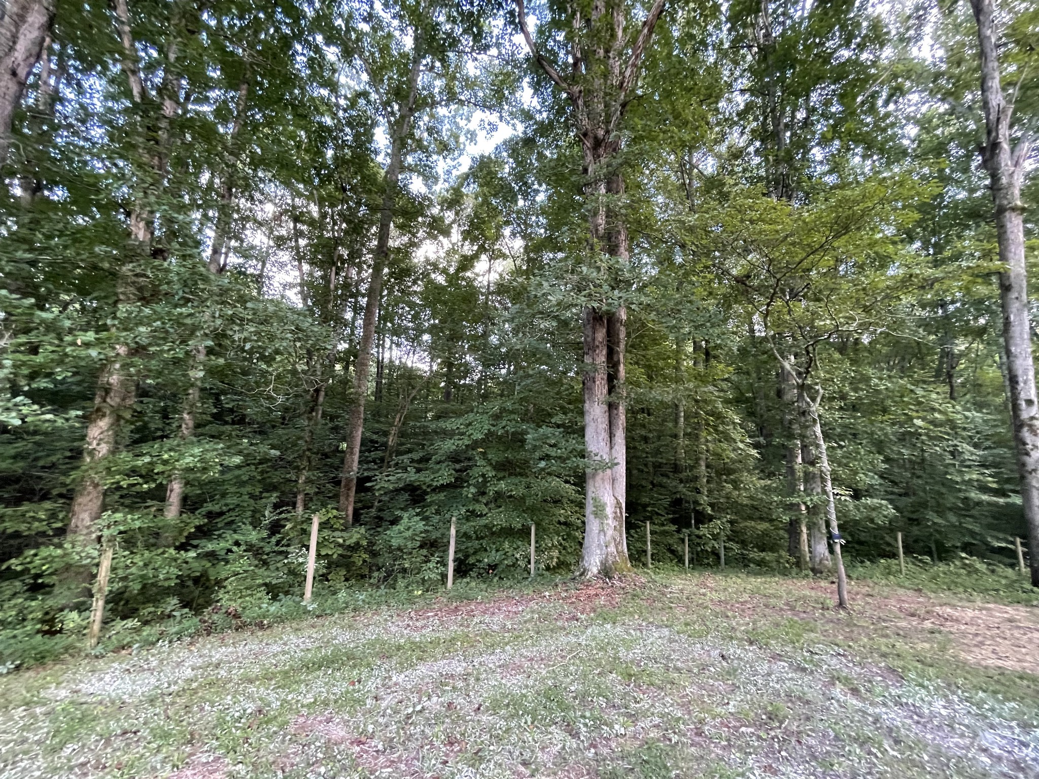 7754 Fernvale Road Fairview, TN 37062 - Photo 49 of 60 a view of outdoor space with lots of trees