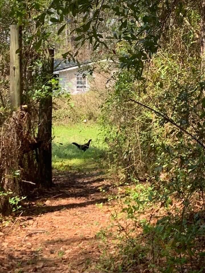 26264 Feely Road Elberta, AL 36530 - Photo 13 of 30