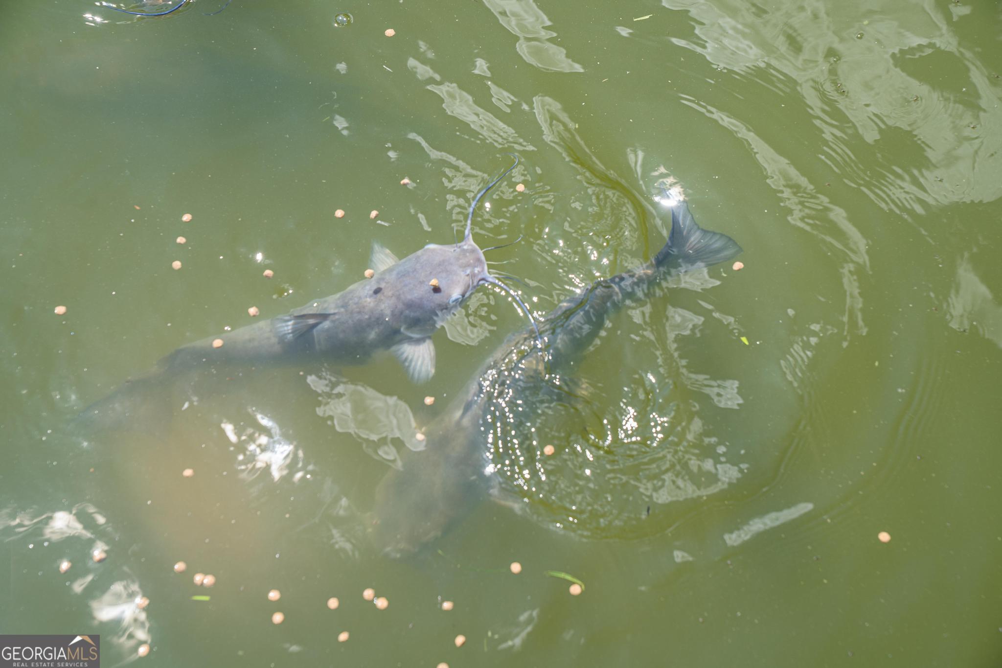 369 Abares Road Forsyth, GA 31029 - Photo 59 of 60