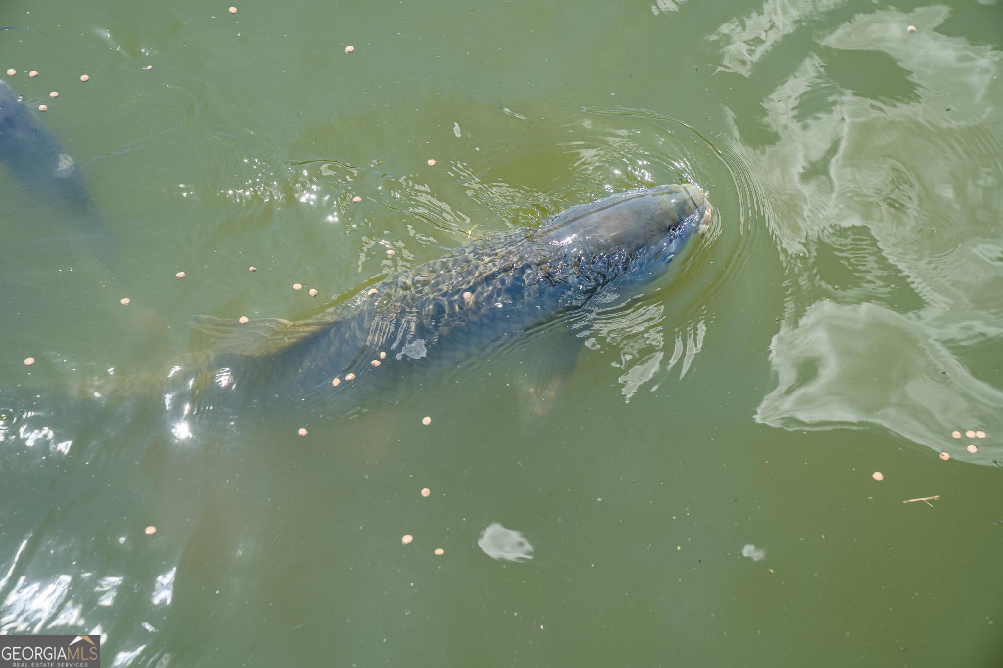 369 Abares Road Forsyth, GA 31029 - Photo 60 of 60