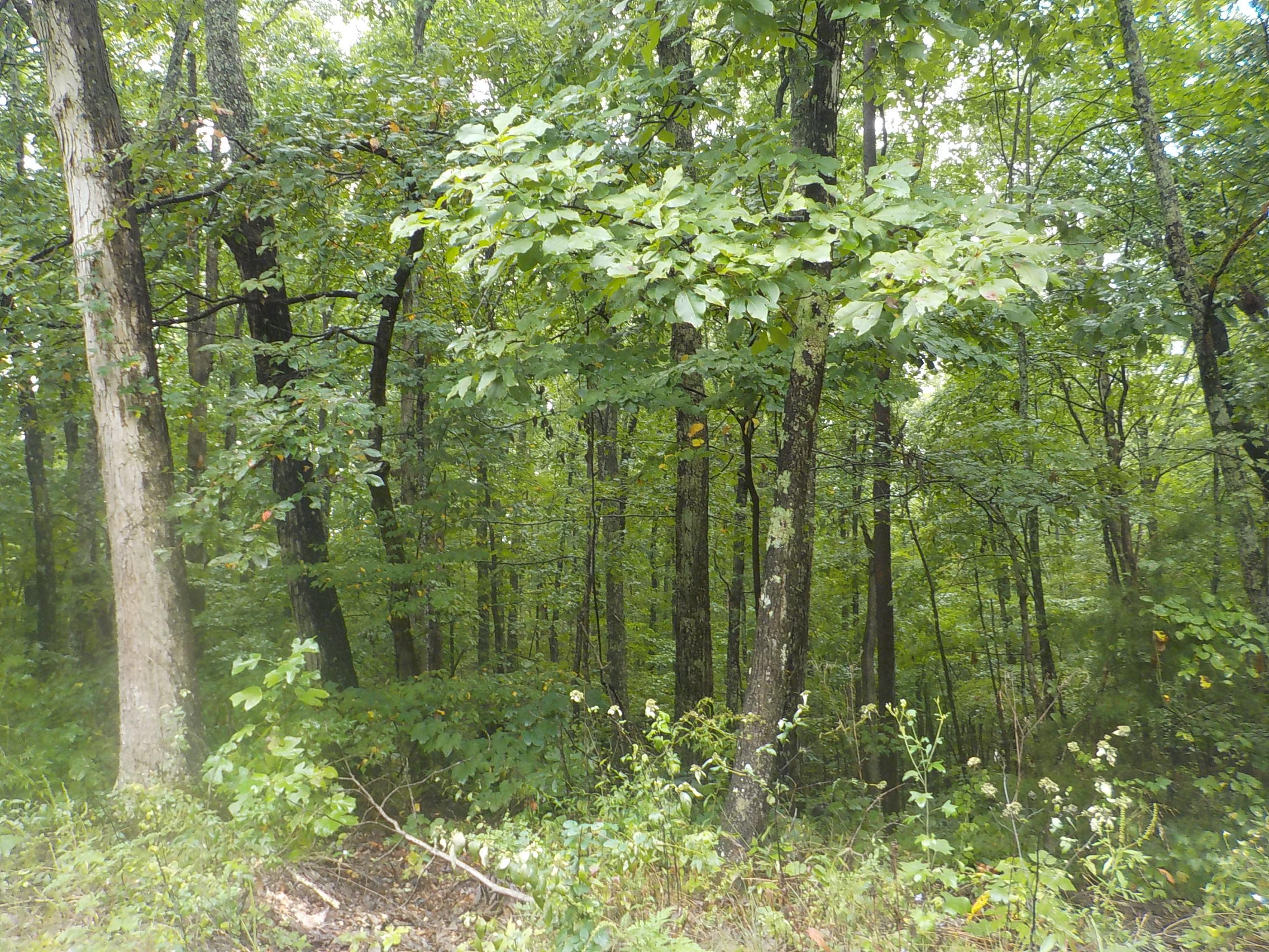 Cravenstown Road Alpine, TN 38543 - Photo 11 of 14 013