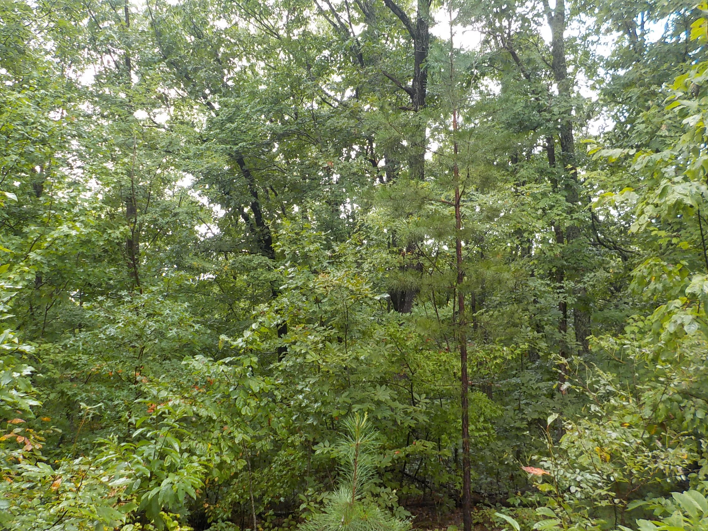 Cravenstown Road Alpine, TN 38543 - Photo 8 of 14 008