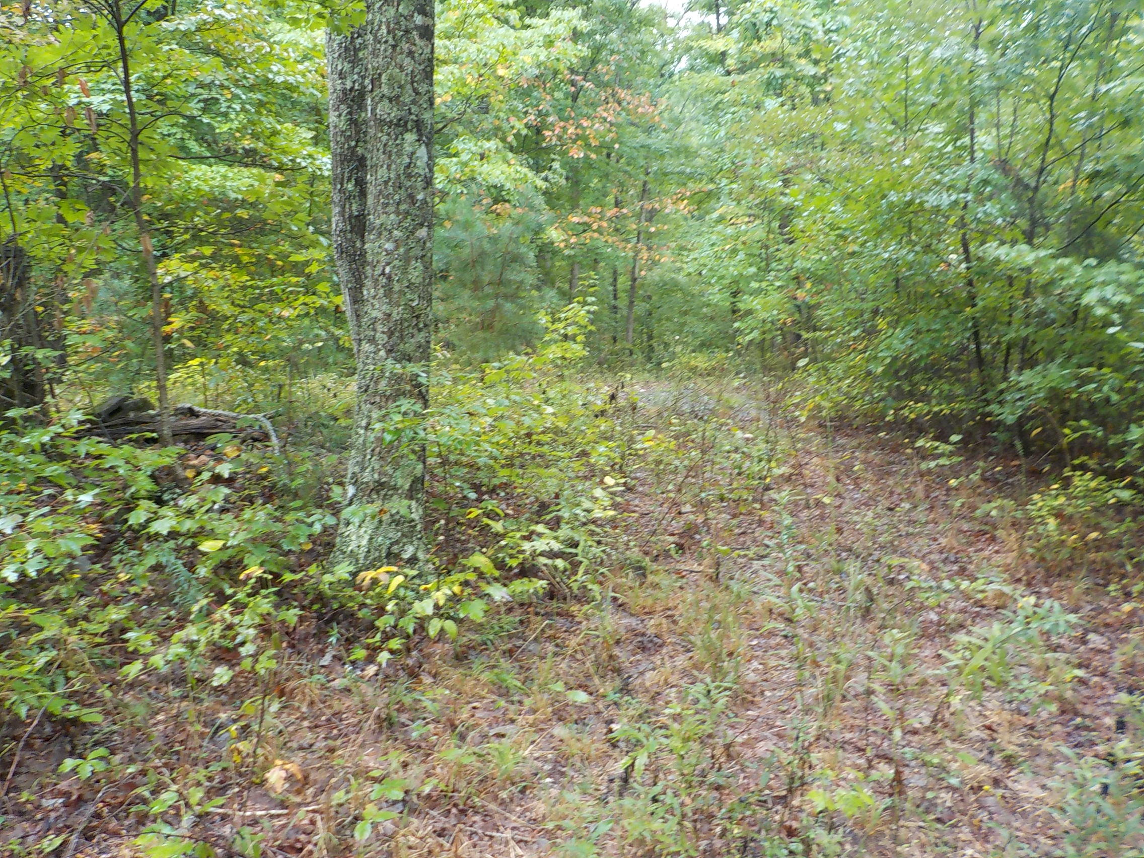 Cravenstown Road Alpine, TN 38543 - Photo 9 of 14 009