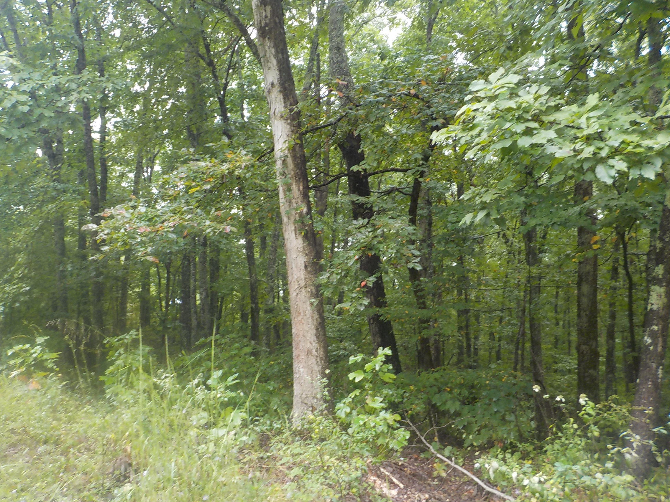 Cravenstown Road Alpine, TN 38543 - Photo 10 of 14 012
