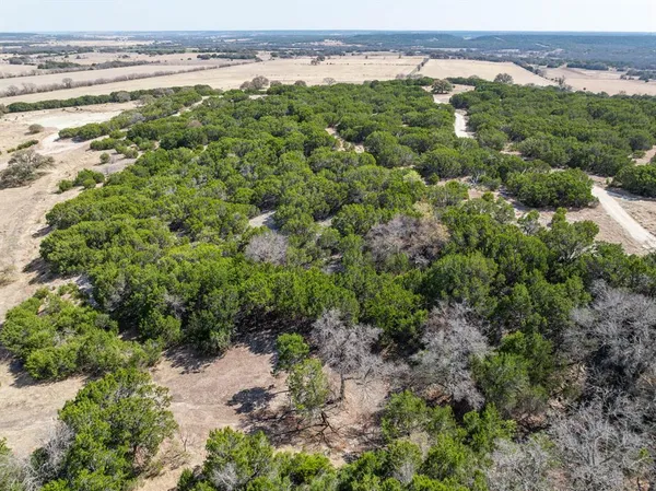 a view of a forest with lots of trees
