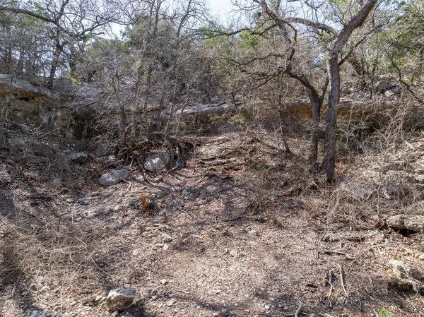 a view of a dry yard with lots of trees