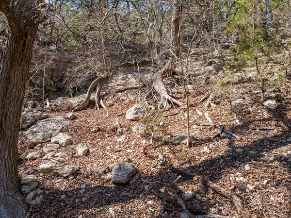 a view of a dry yard with plants and trees