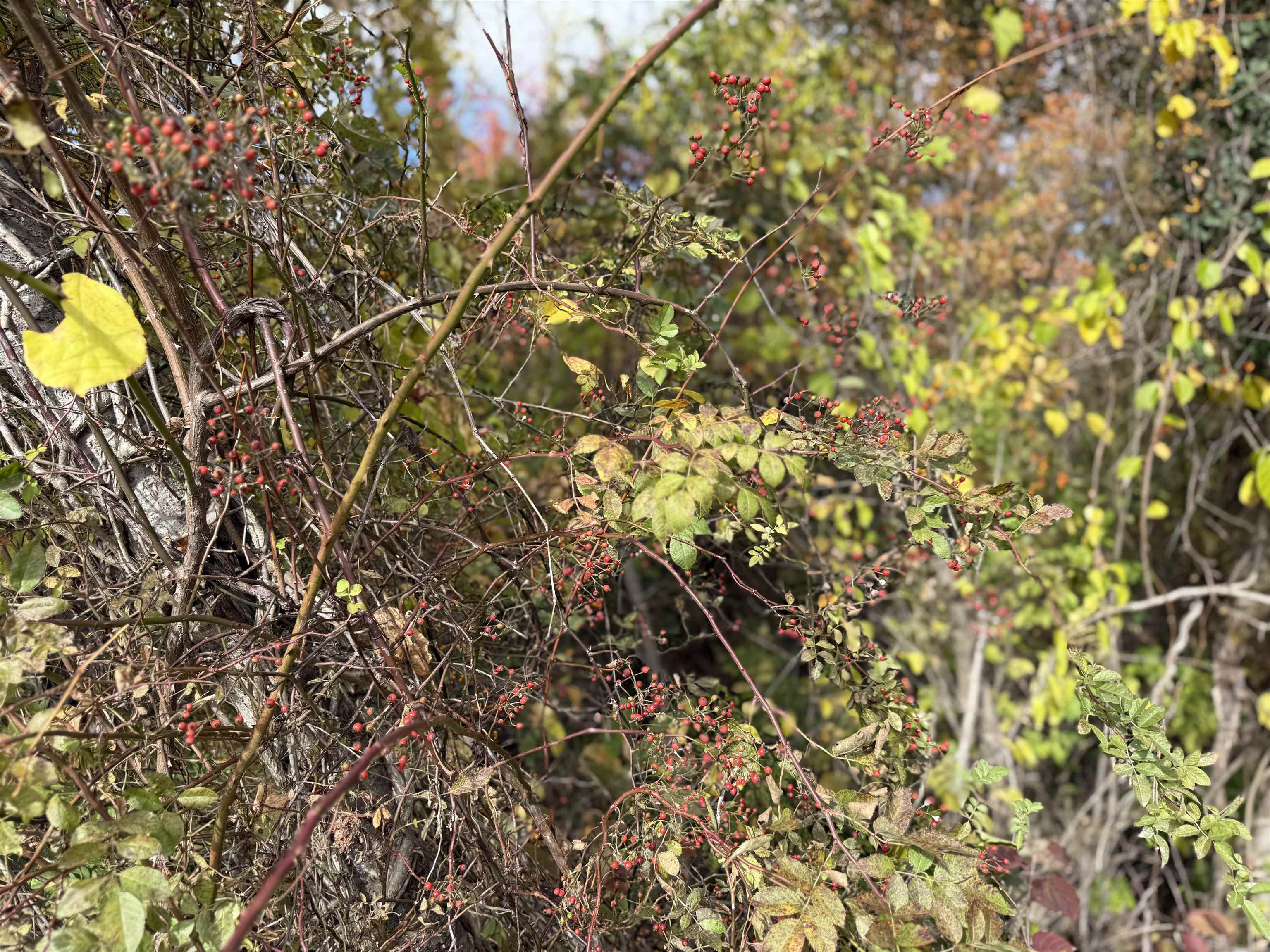 0 Sunset Hill Road Pownal, VT 05261 - Photo 5 of 17