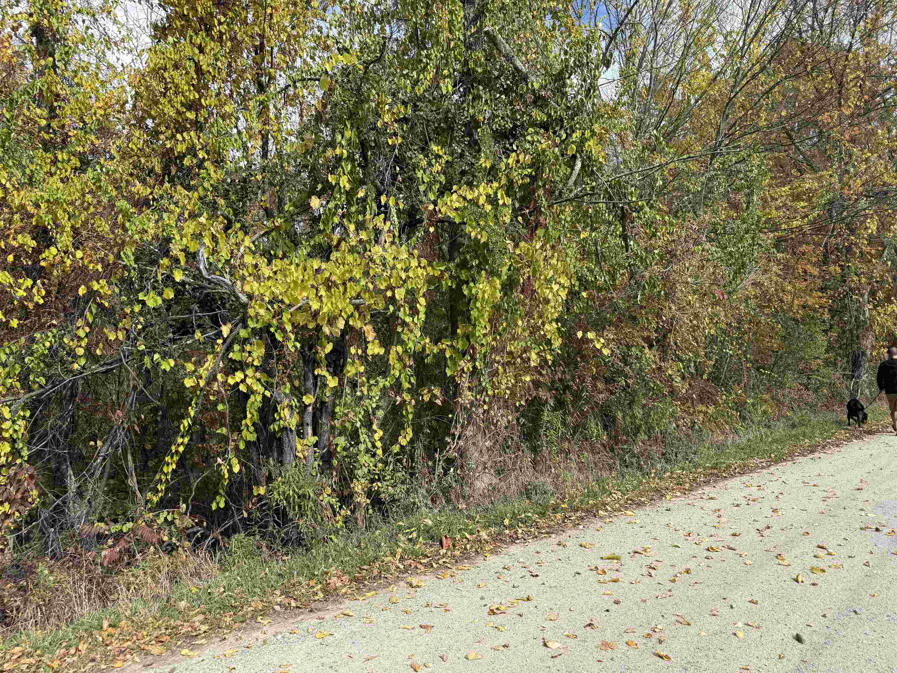 0 Sunset Hill Road Pownal, VT 05261 - Photo 6 of 17