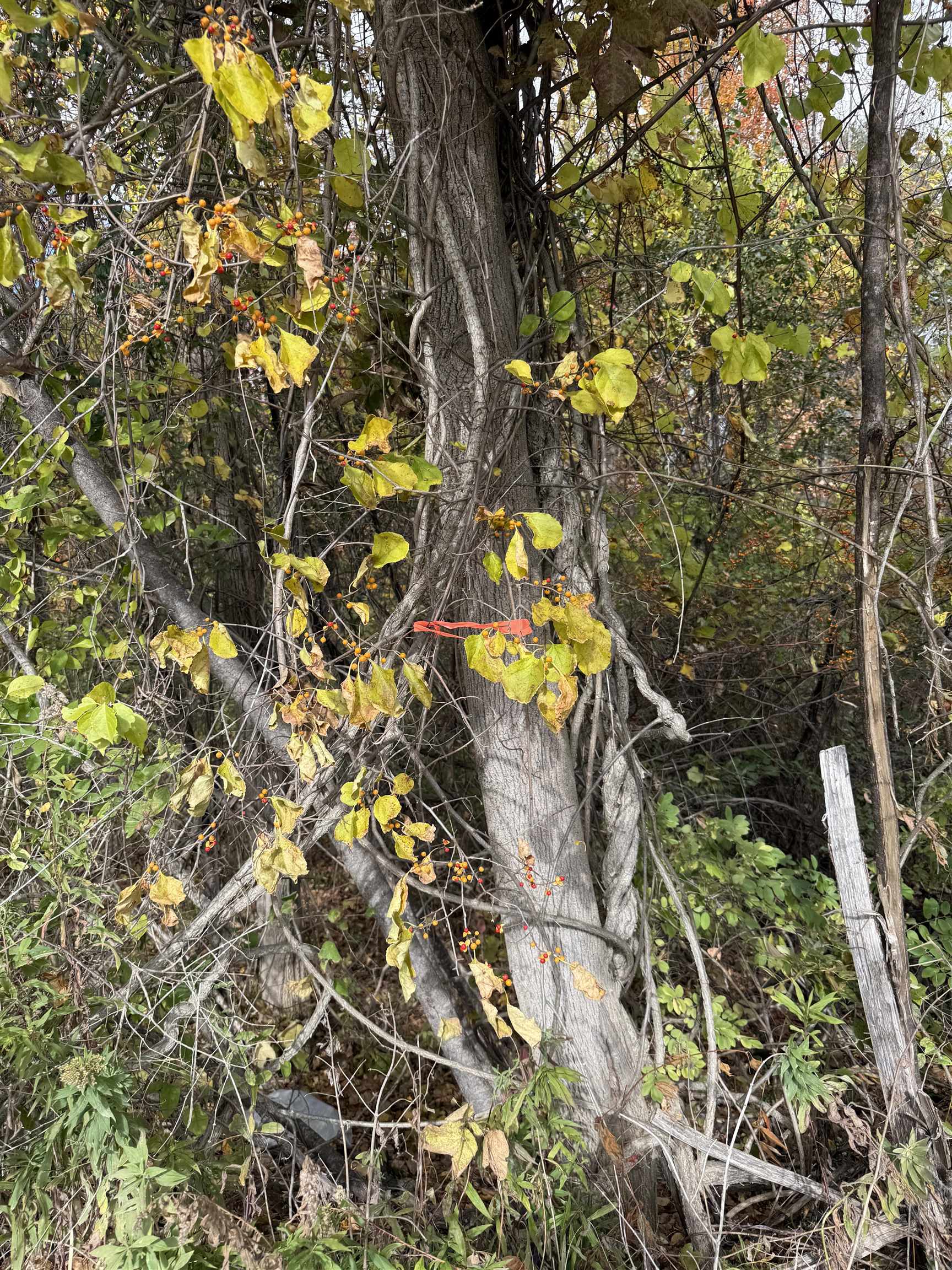 0 Sunset Hill Road Pownal, VT 05261 - Photo 9 of 17