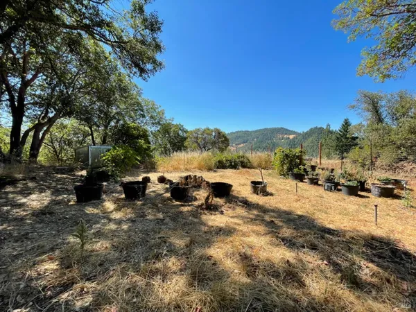 a view of yard with trees
