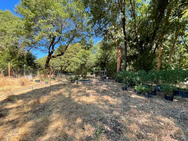 a view of a forest with trees in the background