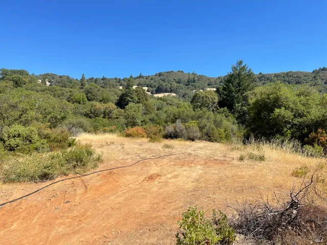 a view of a large yard with a large tree