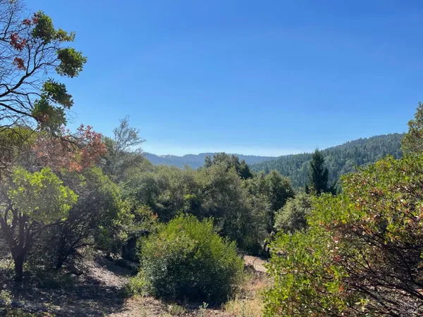 a view of road and trees