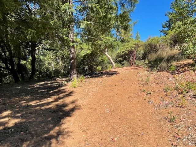 a view of a garden with a tree