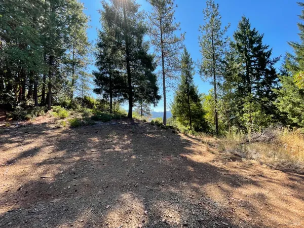 a view of a yard with trees