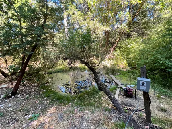 a view of a forest with large trees