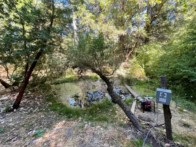 a view of a forest with large trees