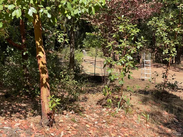 a view of snow on the side of trees