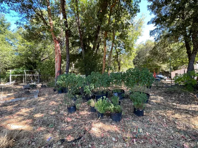 a row of trees and bushes