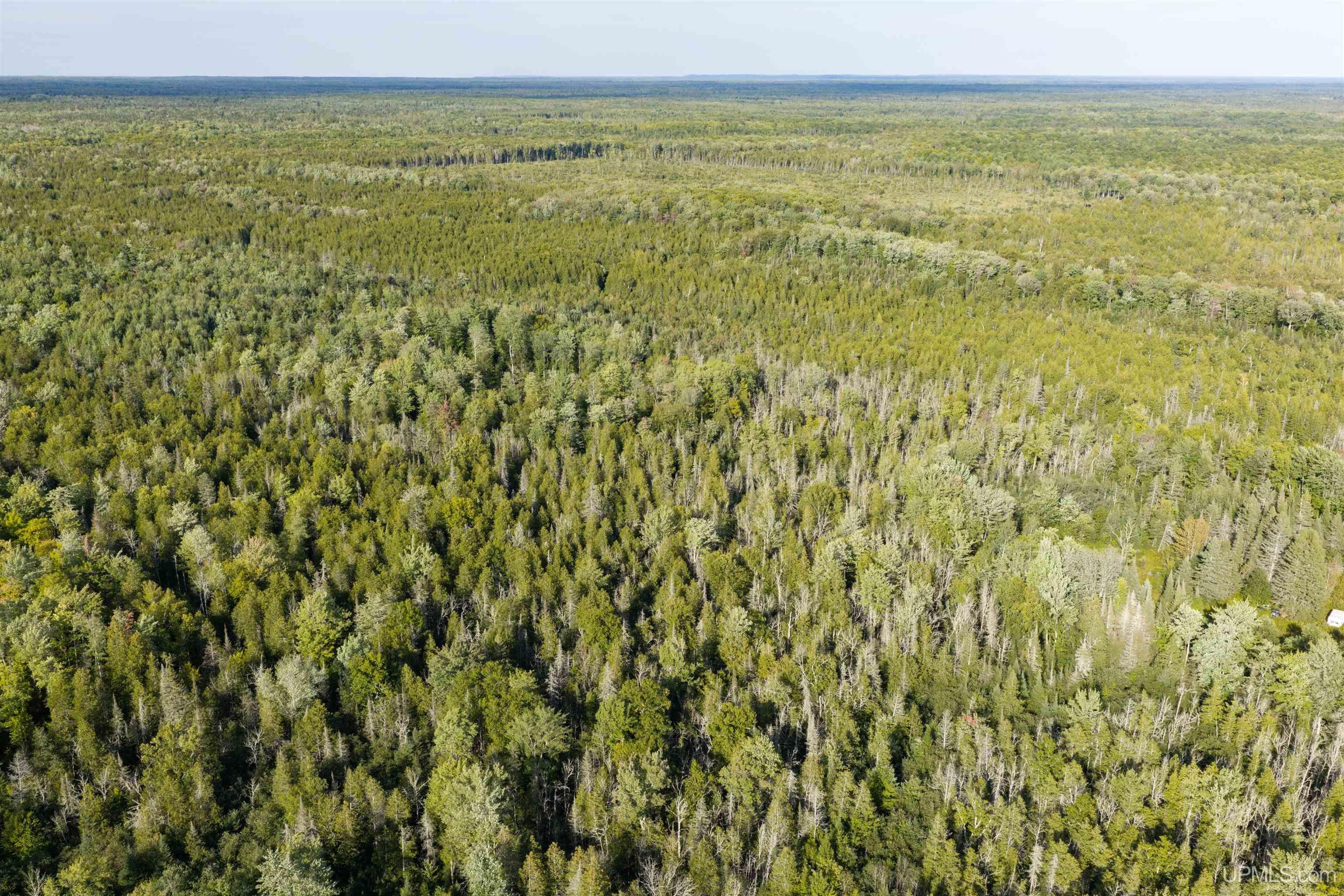 40 Acres A Off Diffin Road Trenary, MI 49891 - Photo 14 of 16 Gallery Image 14