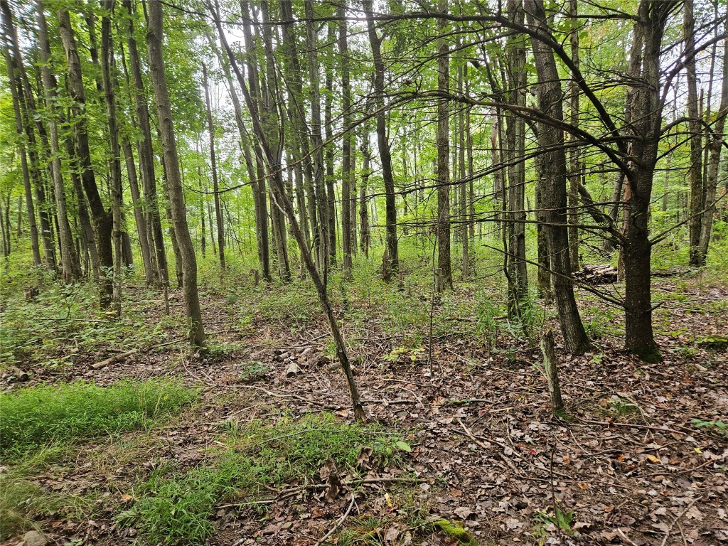 0 Ridge Road Extension Waverly, NY 14892 - Photo 10 of 14 Gallery Image 10