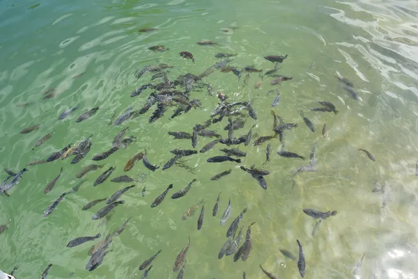 $799,000 | W7202 Kodiak Drive, Pembine, WI 54156