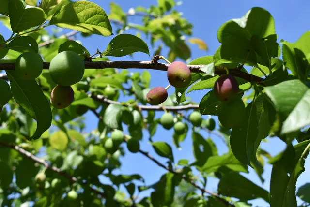 $799,000 | W7202 Kodiak Drive, Pembine, WI 54156