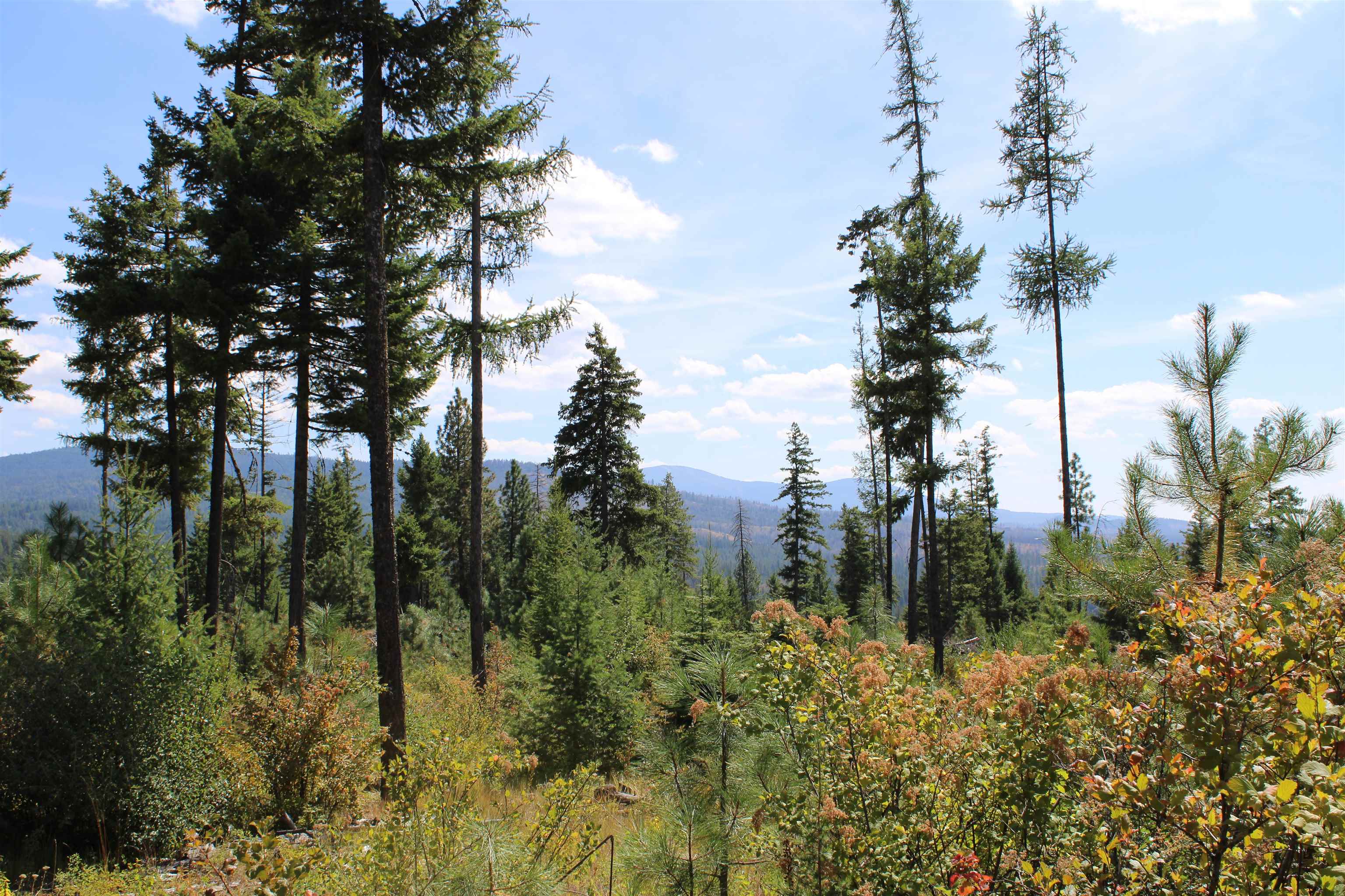 Xxx Ellery Ranch Road Elk, WA 99009 - Photo 3 of 16