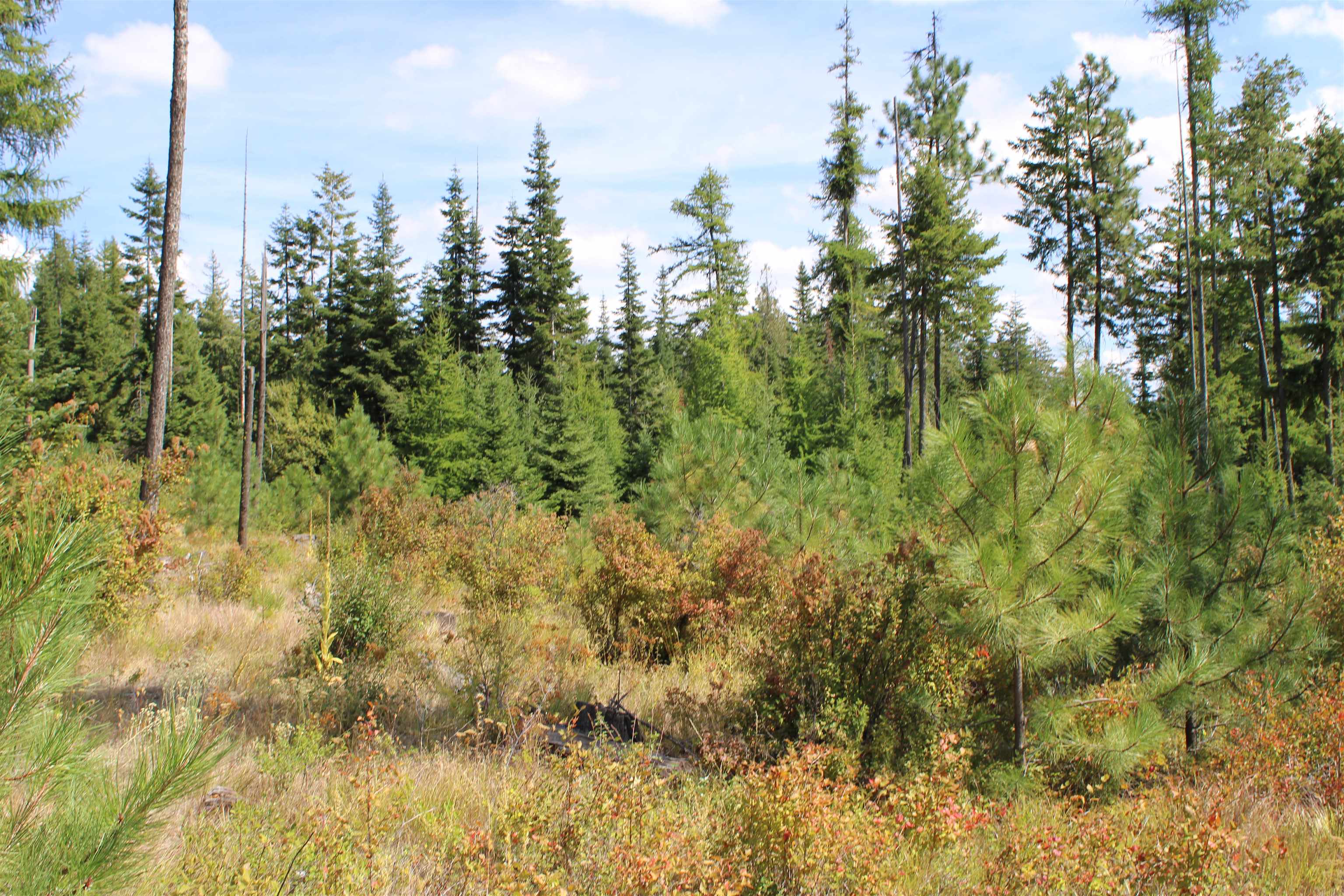 Xxx Ellery Ranch Road Elk, WA 99009 - Photo 5 of 16