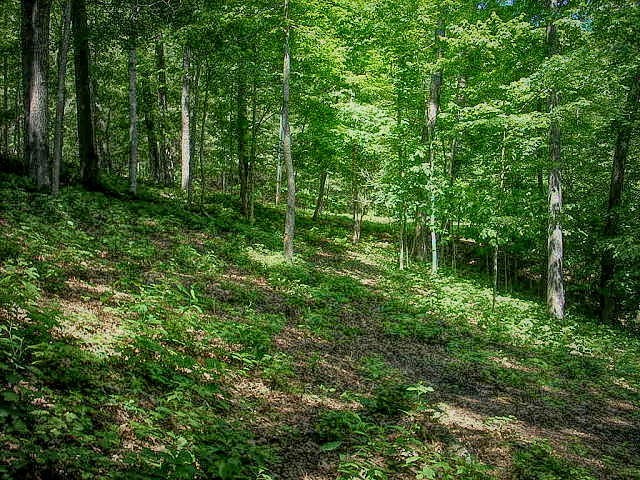 0 Cove Pointe Road La Follette, TN 37766 - Photo 3 of 10 Gallery Image 3