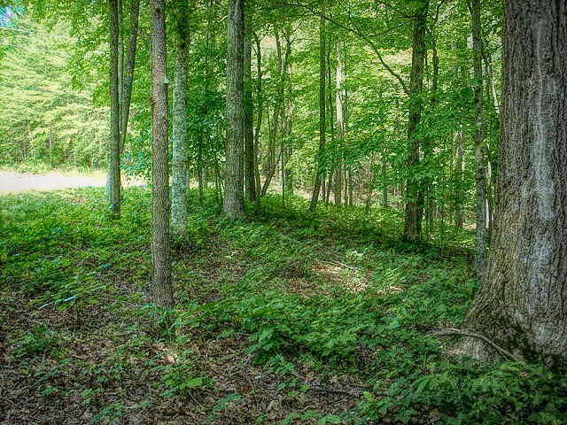 0 Cove Pointe Road La Follette, TN 37766 - Photo 4 of 10 Gallery Image 4