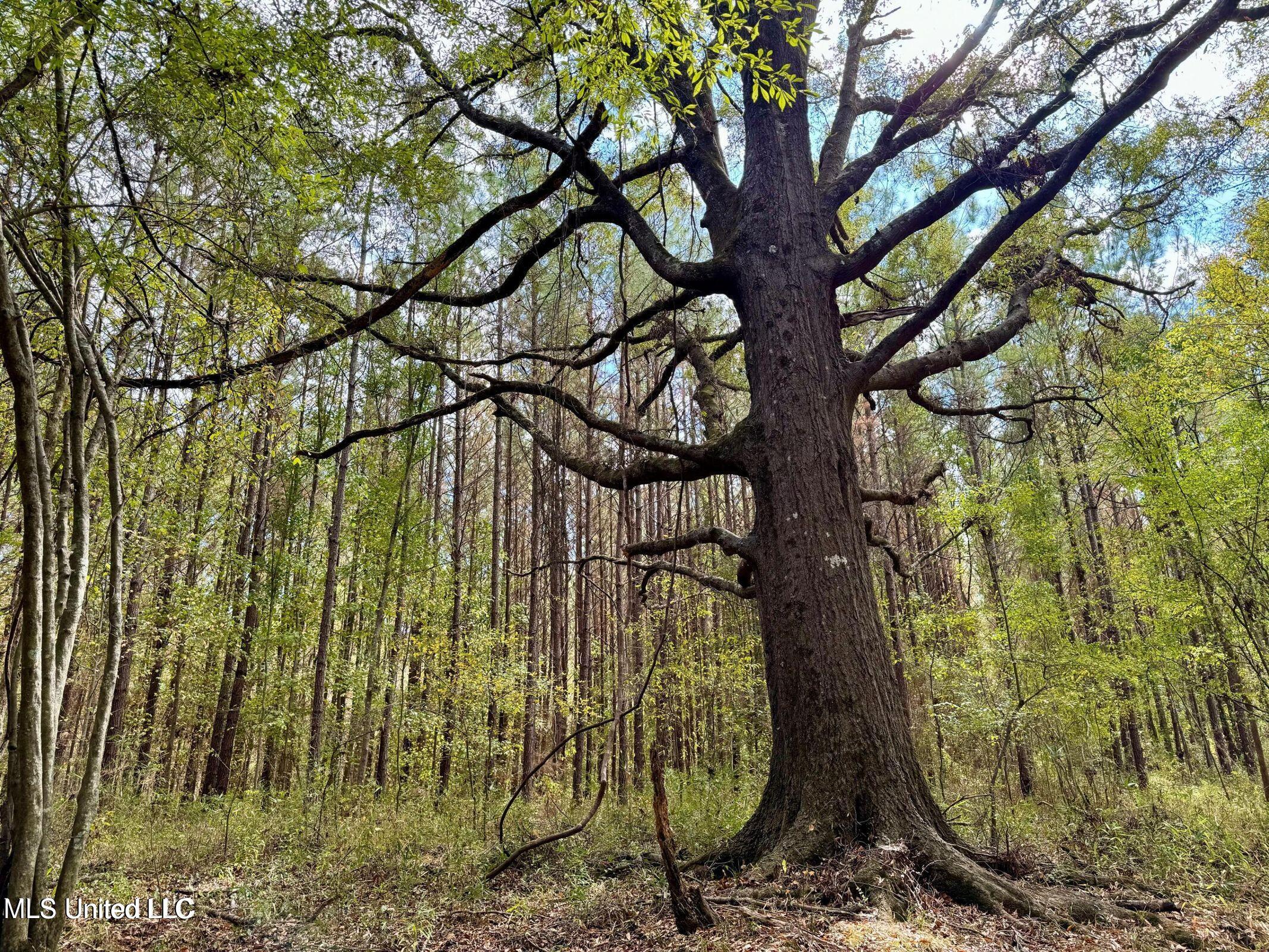 Yandell Road Canton, MS 39046 - Photo 13 of 20 20250924193538571466000000-o