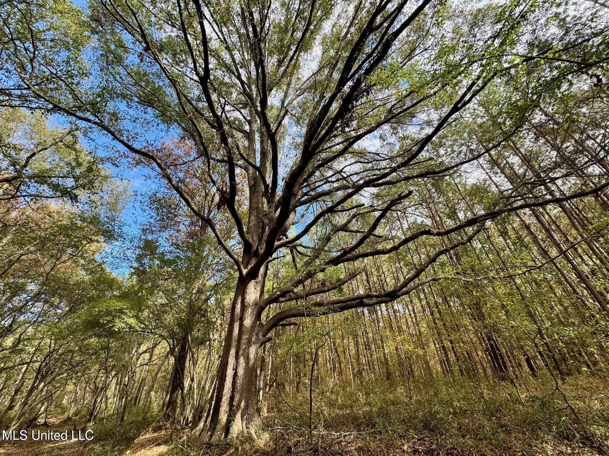 Yandell Road Canton, MS 39046 - Photo 14 of 20 20250924193537537486000000-o
