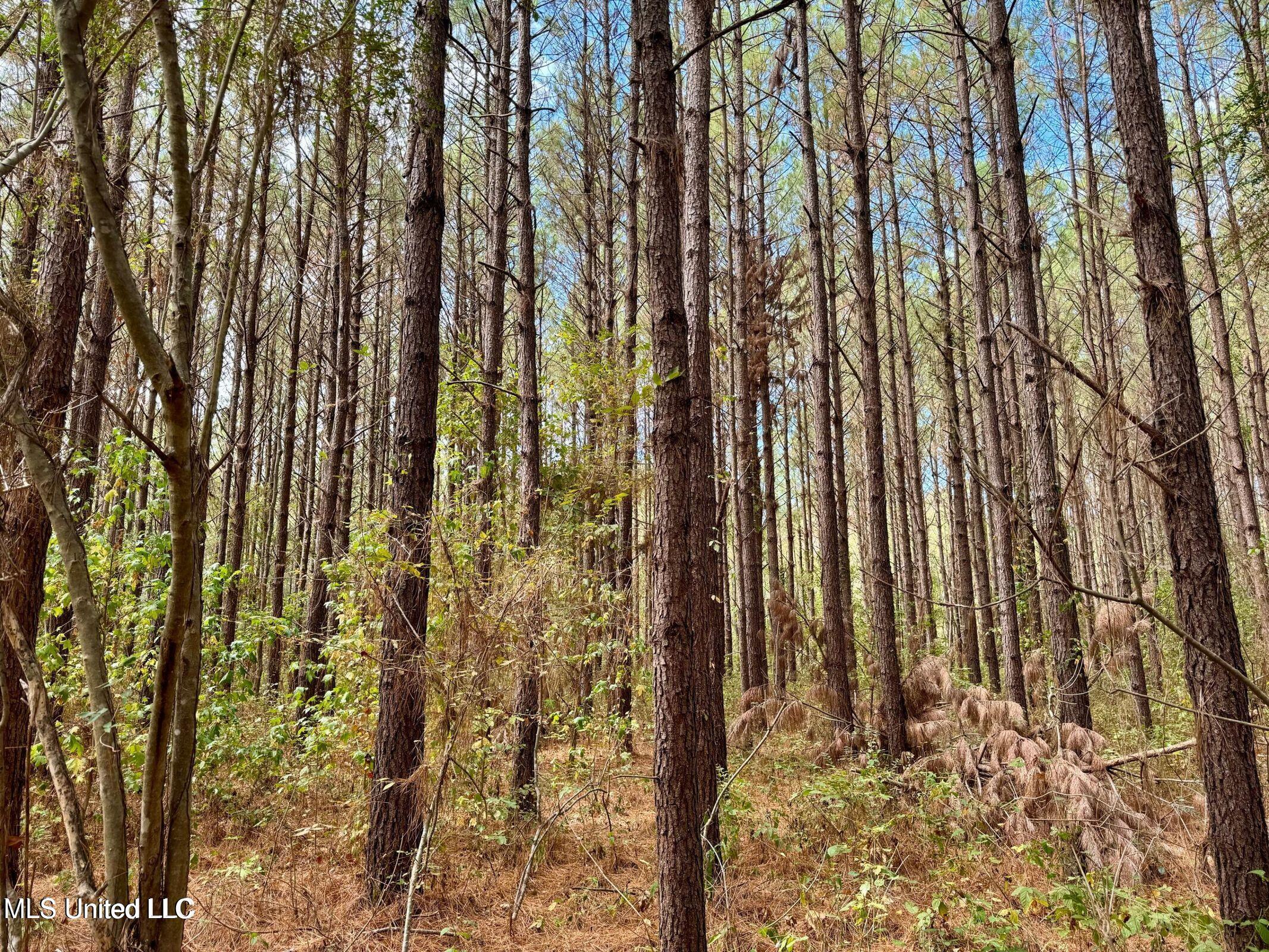 Yandell Road Canton, MS 39046 - Photo 18 of 20 20250924193527890157000000-o