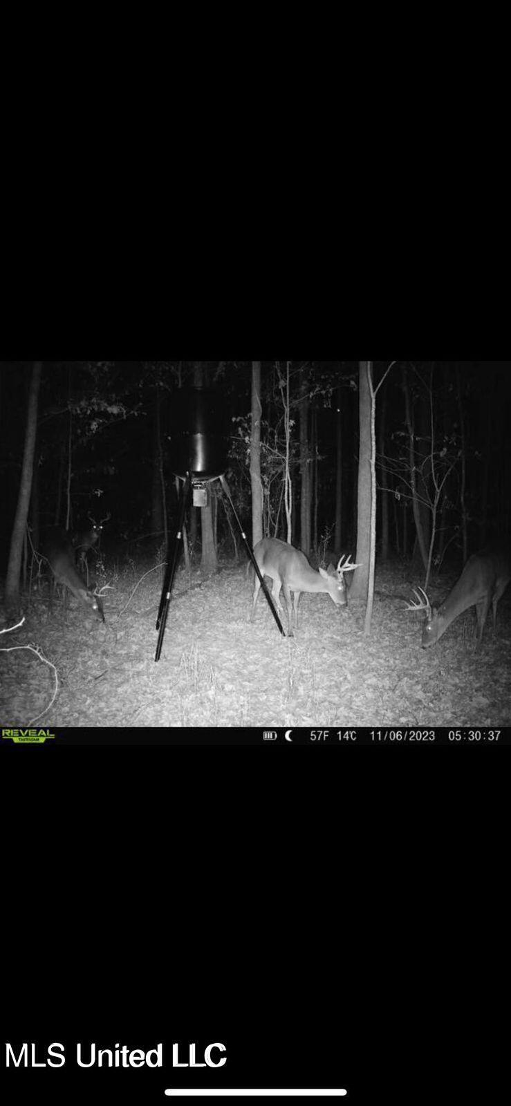 Yandell Road Canton, MS 39046 - Photo 7 of 20 20250924193544446923000000-o