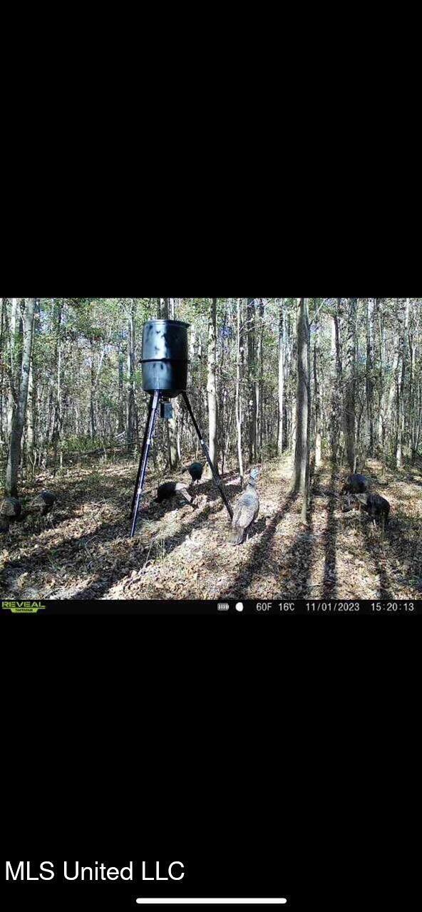 Yandell Road Canton, MS 39046 - Photo 8 of 20 20250924193543974527000000-o