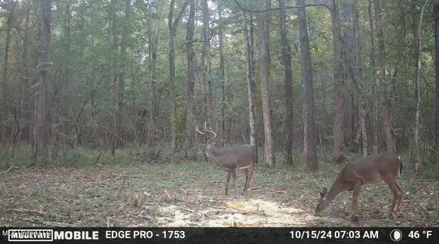 $408,000 | Yandell Road, Canton, MS 39046