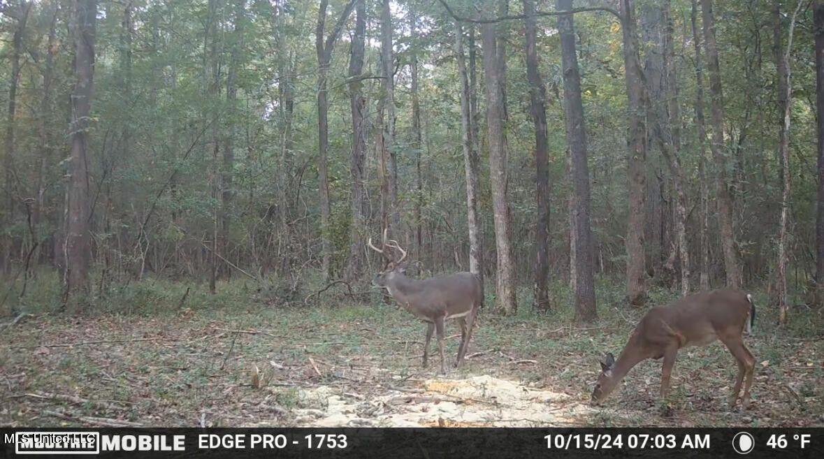 Yandell Road Canton, MS 39046 - Photo 10 of 20 20250924193542747113000000-o