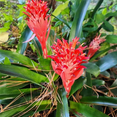 a picture of flowers