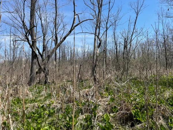 $95,000 | South 1st Street, Schoolcraft, MI 49087