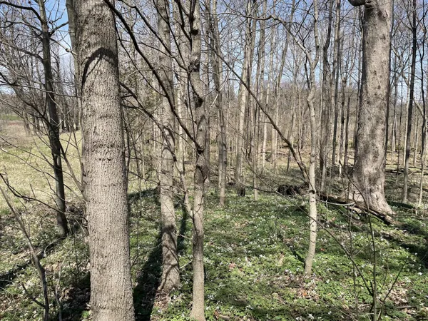 $95,000 | South 1st Street, Schoolcraft, MI 49087