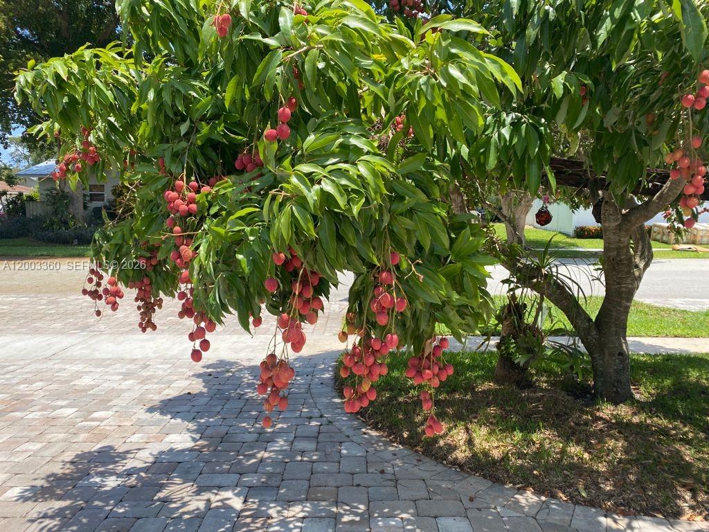 1251 Southwest 11th Terrace Boca Raton, FL 33486 - Photo 1 of 47 a view of a tree with a tree