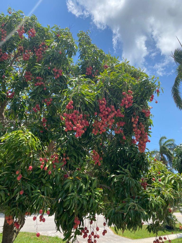 1251 Southwest 11th Terrace Boca Raton, FL 33486 - Photo 3 of 47 a picture of flowers