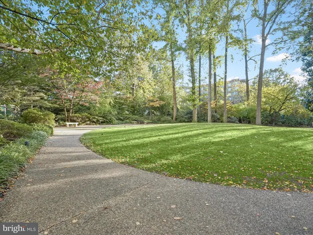 a view of a yard with plants and large trees