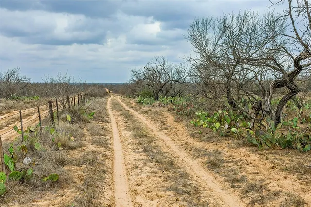 a view of a big yard with plants and trees