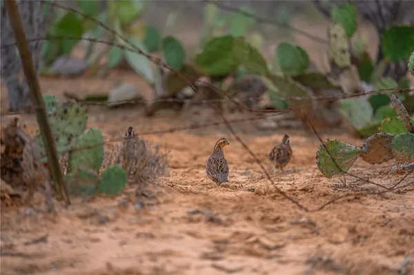 $7,269,000 | 767 Toquiny Lane, Carrizo Springs, TX 78834