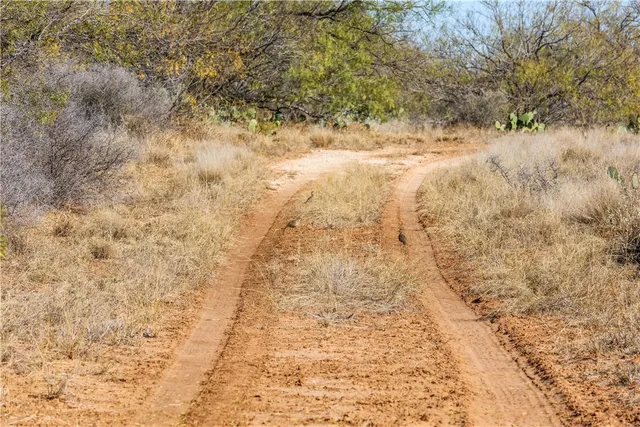 a view of a dry yard with trees in the background