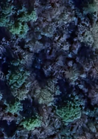 $8,500 | 0 Tammany Lane, Trinity, TX 75862