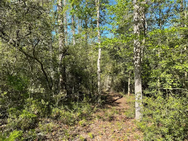 a view of a yard with plants and large trees